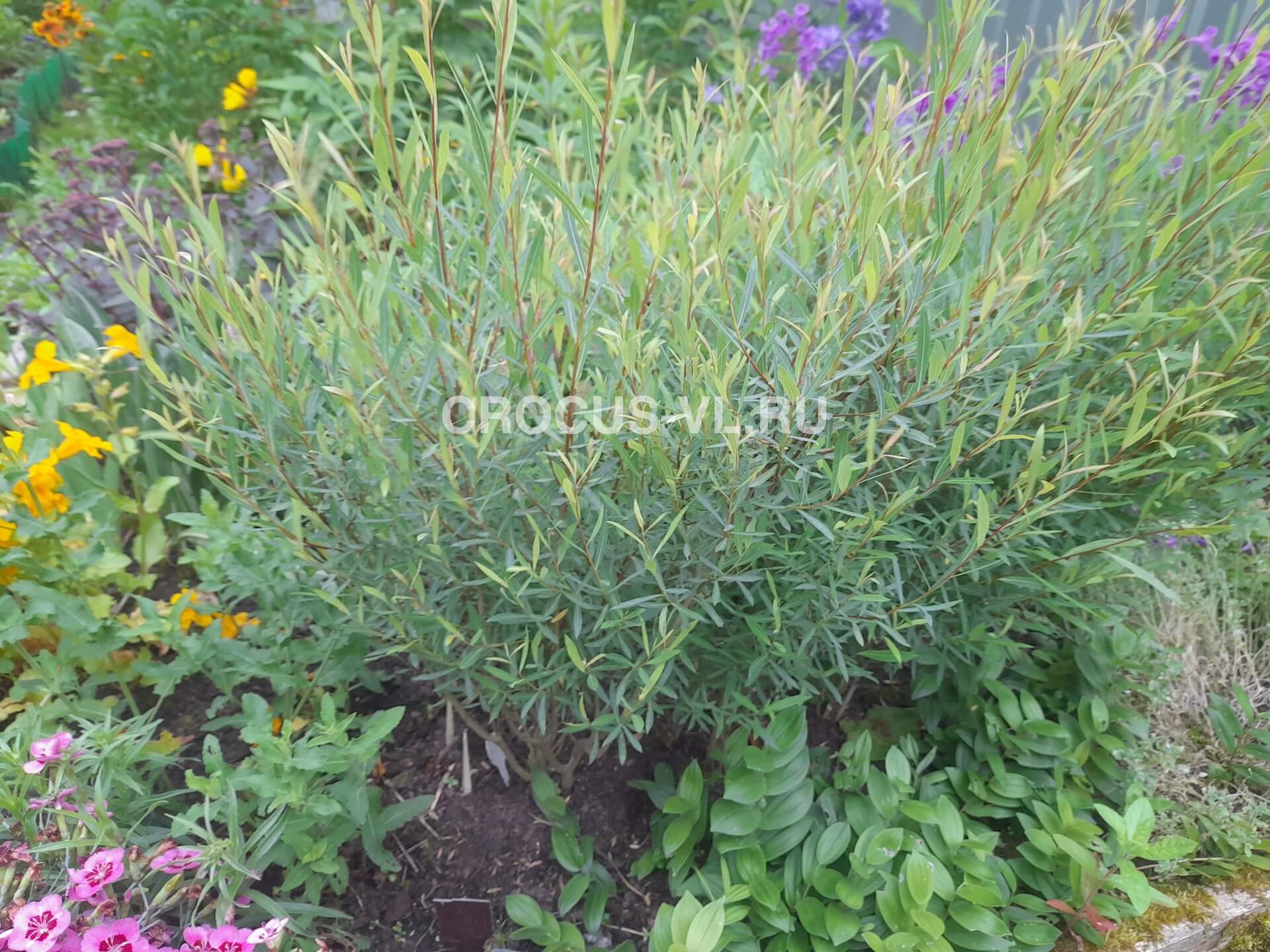 Ива пурпурная «Nana»